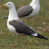 juvenile LBBG in October, ringed in Norway. (131273 bytes)